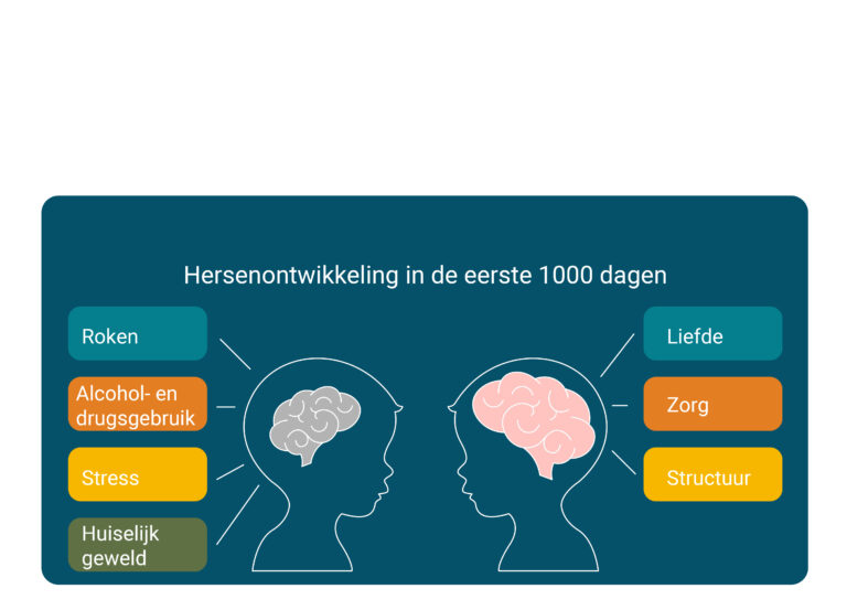 Hersenontwikkeling V1